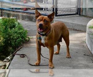 American Pit Bull Terrier-Unknown Mix Dogs for adoption in Sacramento, CA, USA