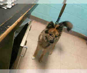 Pomsky Dogs for adoption in Lufkin, TX, USA