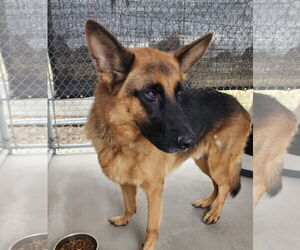 Medium Photo #1 German Shepherd Dog Puppy For Sale in Emmett, ID, USA