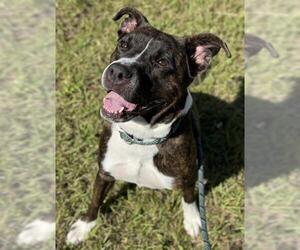 American Staffordshire Terrier Dogs for adoption in Fort Lauderdale, FL, USA