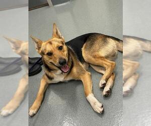 German Shepherd Dog-Unknown Mix Dogs for adoption in Baytown, TX, USA