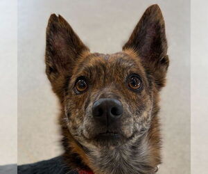 Chihuahua-Unknown Mix Dogs for adoption in Jefferson, WI, USA