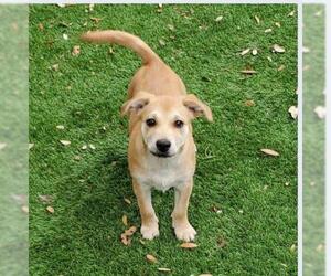 Medium Photo #1 Beagi Puppy For Sale in Von Ormy, TX, USA