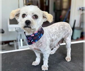 Poodle (Standard)-Unknown Mix Dogs for adoption in Fremont, CA, USA