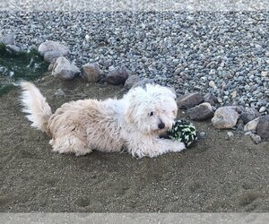Poochon Dogs for adoption in Incline Village, NV, USA