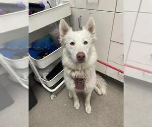 Siberian Husky Dogs for adoption in HESPERIA, CA, USA