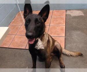 Mutt Dogs for adoption in Downey, CA, USA