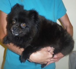 Pomeranian Dogs for adoption in Commerce, GA, USA