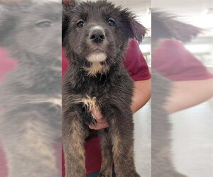 German Shepherd Dog-Unknown Mix Dogs for adoption in Houston, TX, USA