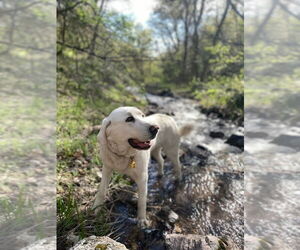Akbash-Great Pyrenees Mix Dogs for adoption in MIDWAY, UT, USA