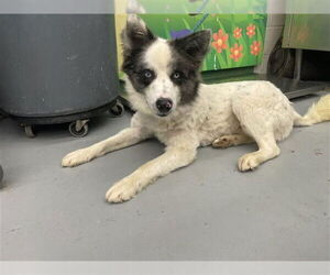 Huskies -Unknown Mix Dogs for adoption in Waco, TX, USA