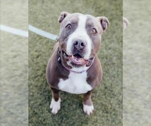 American Pit Bull Terrier-Unknown Mix Dogs for adoption in Las Vegas, NV, USA