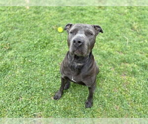 American Pit Bull Terrier Dogs for adoption in Tulsa, OK, USA