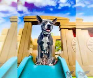 American Boston Bull Terrier Dogs for adoption in Houston, TX, USA