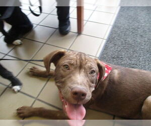 Labrador Retriever Dogs for adoption in Ocala, FL, USA