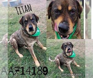 Mastiff-Unknown Mix Dogs for adoption in San Antonio, TX, USA