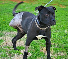 Boxer-Unknown Mix Dogs for adoption in Tuscumbia, AL, USA
