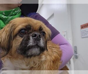 Pekingese Dogs for adoption in Fort Lauderdale, FL, USA