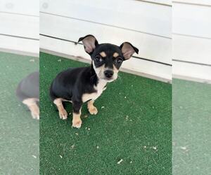 Chihuahua Dogs for adoption in MIDWAY, UT, USA