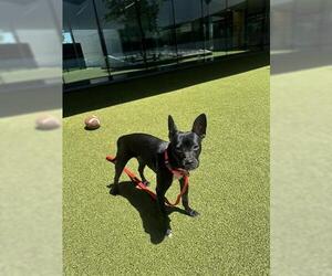Chihuahua Dogs for adoption in San Martin, CA, USA
