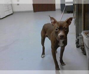 American Pit Bull Terrier Dogs for adoption in Fayetteville, NC, USA