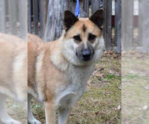 German Shepherd Dog Dogs for adoption in Cherry Hill, NJ, USA
