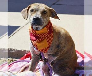 Mutt Dogs for adoption in San Antonio, TX, USA