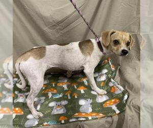 Parson Russell Terrier-Unknown Mix Dogs for adoption in Modesto, CA, USA
