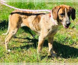 Brittany Dogs for adoption in Westminster, MD, USA