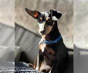 Miniature Pinscher Dogs for adoption in Arlington, VA, USA
