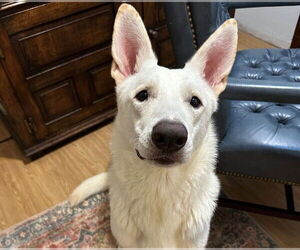 German Shepherd Dog Dogs for adoption in Ocala, FL, USA