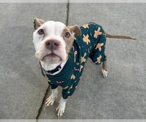 Mutt Dogs for adoption in Martinez, CA, USA