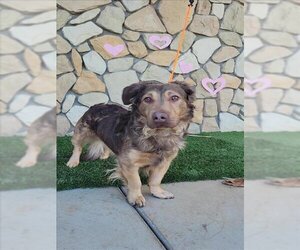 American Pit Bull Terrier-Pembroke Welsh Corgi Mix Dogs for adoption in Sacramento, CA, USA