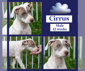 American Bulldog-Whippet Mix Dogs for adoption in Milner, GA, USA