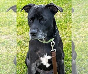 American Staffordshire Terrier-Labrador Retriever Mix Dogs for adoption in Lockport, NY, USA