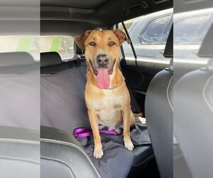 Black Mouth Cur-Rhodesian Ridgeback Mix Dogs for adoption in Woodland Hills, CA, USA