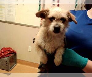 Mutt Dogs for adoption in Martinez, CA, USA