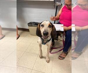 Bloodhound-Unknown Mix Dogs for adoption in Stockton, CA, USA