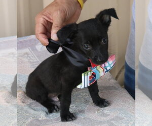 Cairn Terrier Dogs for adoption in Bandera, TX, USA