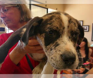 Labrador Retriever-Unknown Mix Dogs for adoption in Ocala, FL, USA