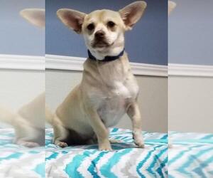 Chi-Corgi Dogs for adoption in Cranston, RI, USA