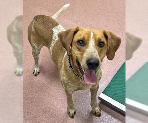 English Coonhound Dogs for adoption in Ogden, UT, USA
