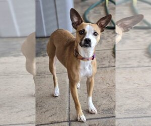 Jack Russell Terrier-Unknown Mix Dogs for adoption in Phoenix, AZ, USA