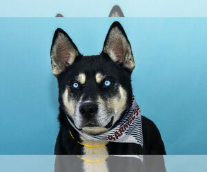 Siberian Husky Dogs for adoption in Pasadena, CA, USA