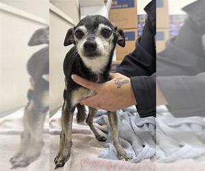 Chihuahua-Unknown Mix Dogs for adoption in Grand Prairie, TX, USA