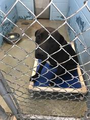 Medium Photo #1 Labrador Retriever Puppy For Sale in Evansville, IN, USA