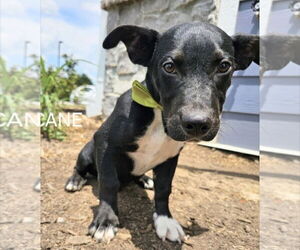 Chi-Corgi Dogs for adoption in Maryville, TN, USA