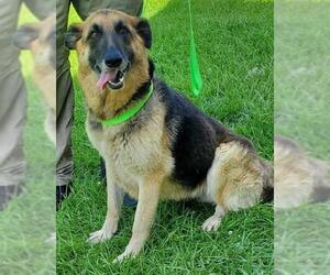German Shepherd Dog Dogs for adoption in Mt. Airy, MD, USA