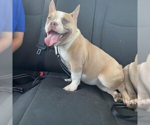 French Bulldog Dogs for adoption in Mooresville, IN, USA