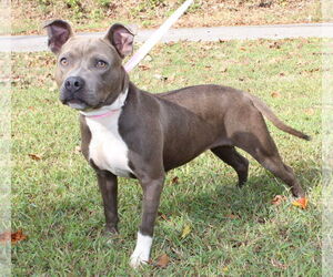 American Pit Bull Terrier-Unknown Mix Dogs for adoption in Prattville, AL, USA